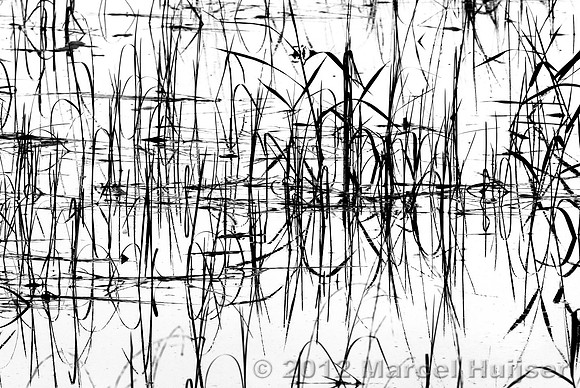 Aquatic vegetation in black and white, Idaho, USA