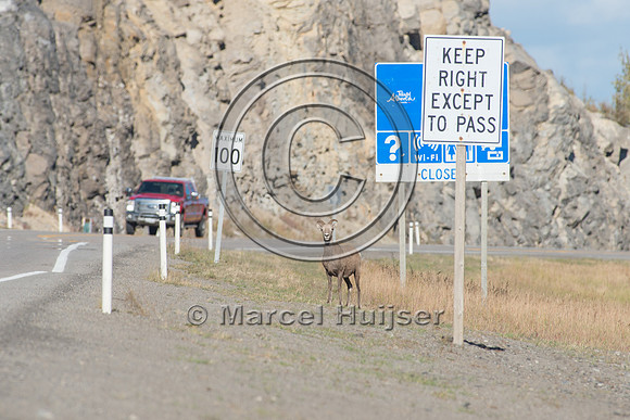 Bighorn sheep (Ovis canadensis) on and along highway at a fence