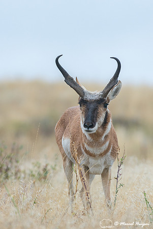 Pronghorn buck (Antilocapra americana), Montana, USA