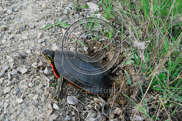 Western painted turtle ( Chrysemys picta bellii) digging a hole and laying eggs along a gravel road, northern Idaho, USA