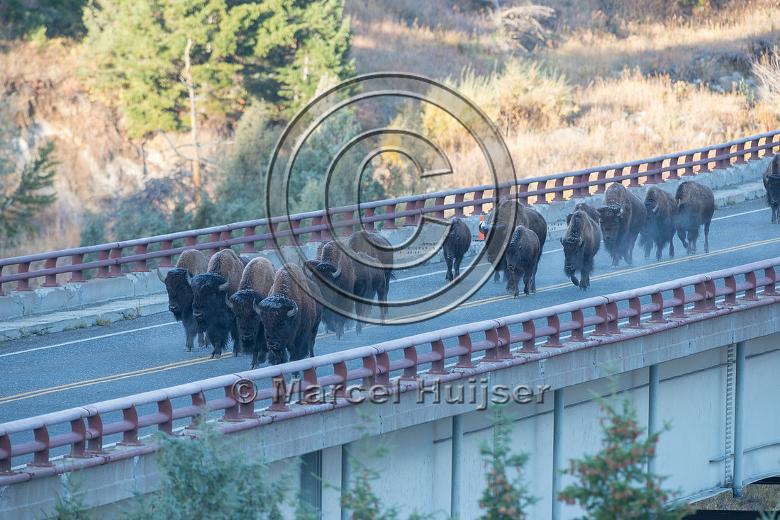 Bison (Bison bison) crossing a bridge across the Yellowstone Riv