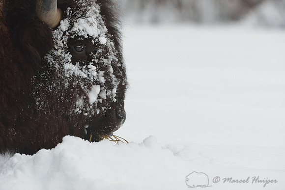 Bison (Bison bison) moving head side to side to move snow to access vegetation under the snow, Wyoming, USA
