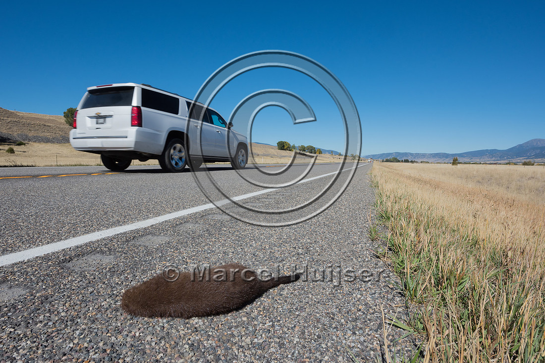 American mink (Neovison vison) roadkill, Montana, USA