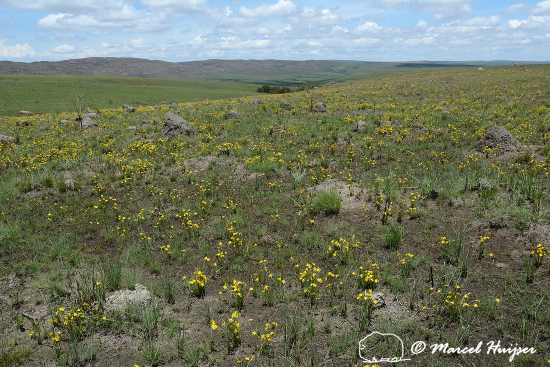 Fields of yellow flowers about two months after a fire, Parque Nacional da Serra da Canastra, Minas Gerais, Brazil