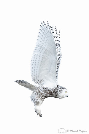 Snowy owl (Bubo scandiacus), Montana