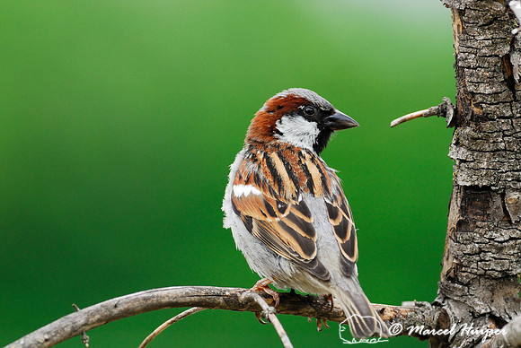House sparrow (Passer domesticus), Missoula, Montana, USA