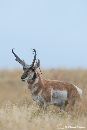 Pronghorn buck (Antilocapra americana), Montana, USA