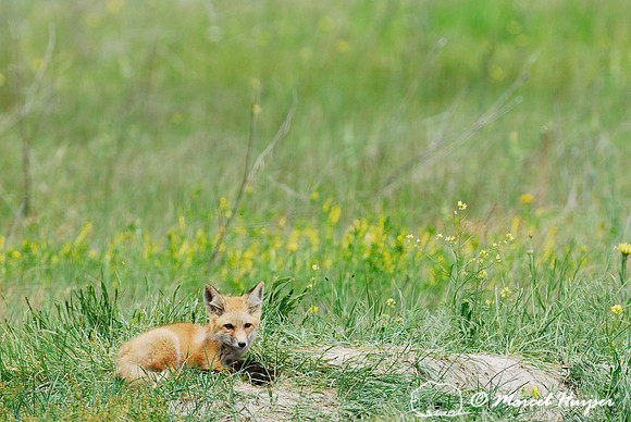 Red fox (Vulpes vulpes) kit venturing outside the den, Montana, USA
