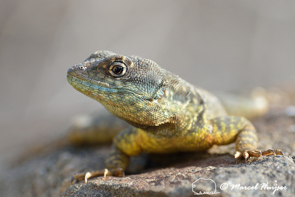 Calango or Amazon lava lizard (Tropidurus torquatus), Monte Alegre, Piracicaba, São Paulo, Brazil