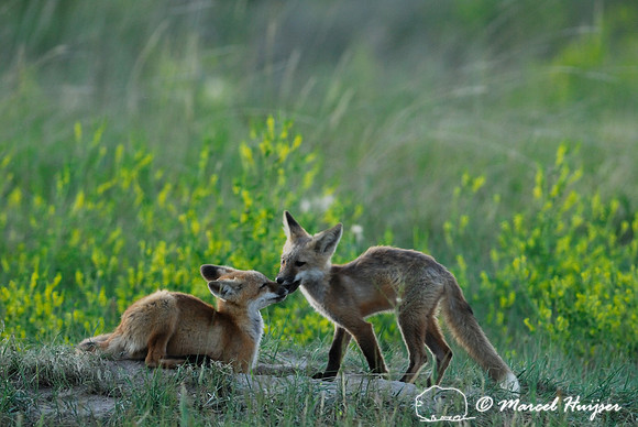 Red fox (Vulpes vulpes) kits playing, Montana, USA