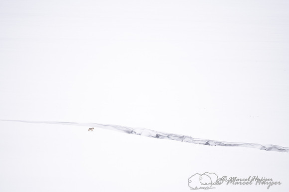 Coyote (Canis latrans) along frozen and snow covered river, Wyom