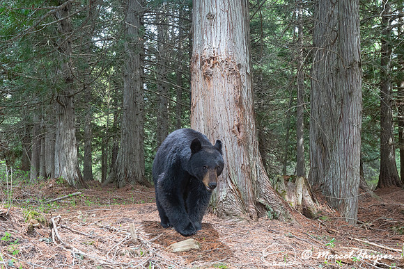 American black bear (Ursus americanus) at rub tree, Montana