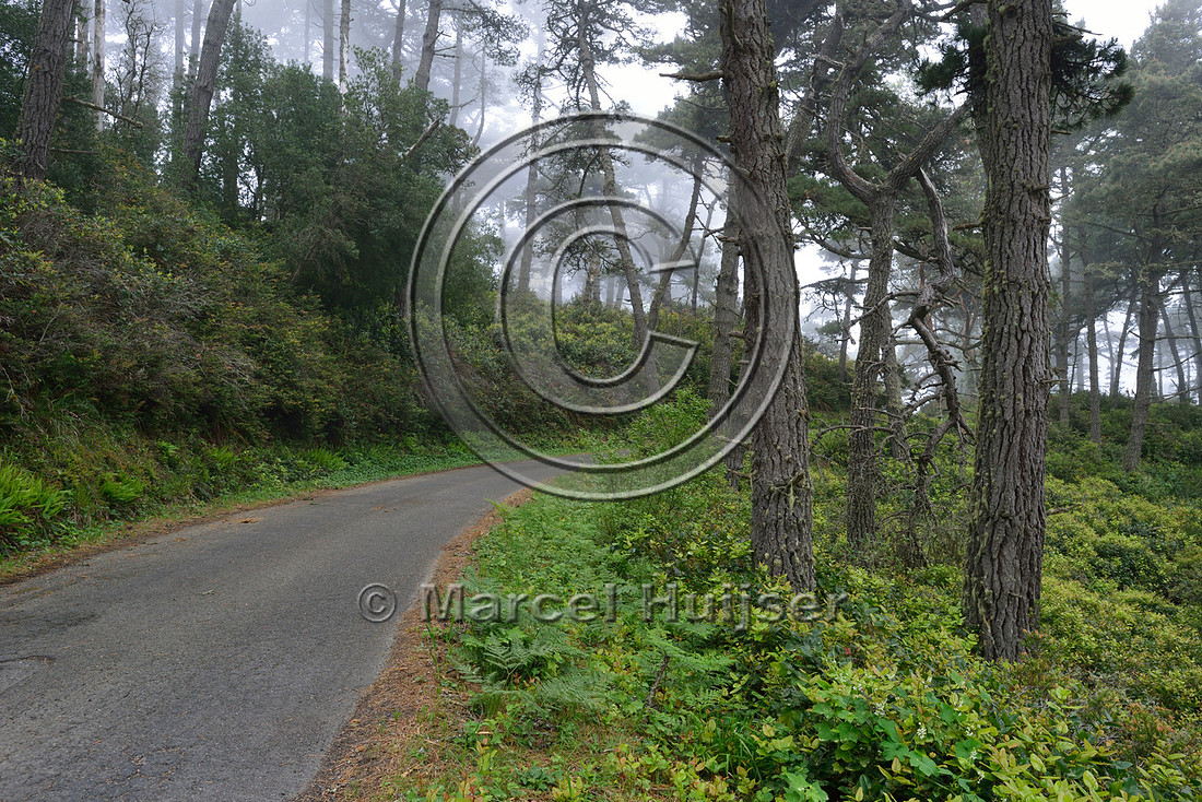 Road through bishop pine (Pinus muricata) forest, Point Reyes National Seashore, California, USA