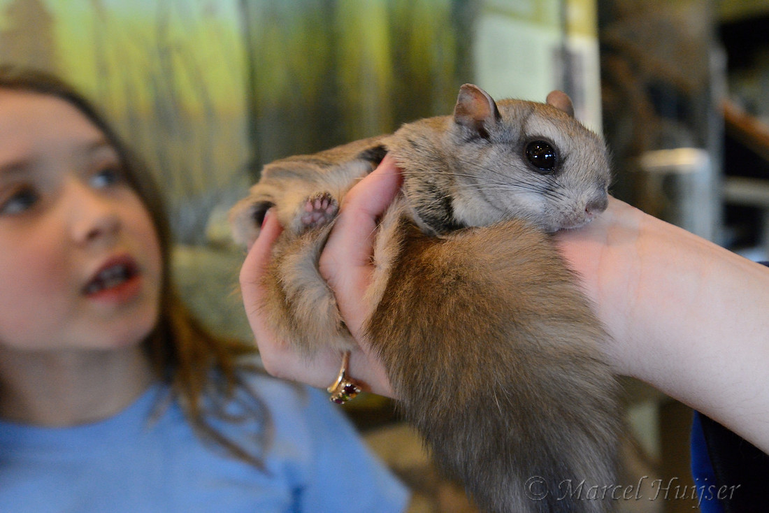 Northern flying squirrel (Glaucomys sabrinus), Science North, Sudbury, Ontario, Canada