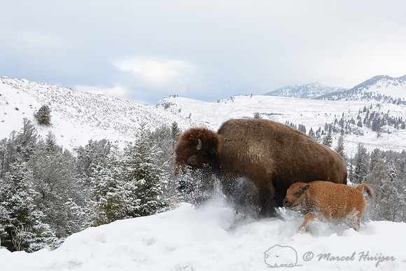 Bison cow and calf (Bison bison) running through snow, Wyoming, USA
