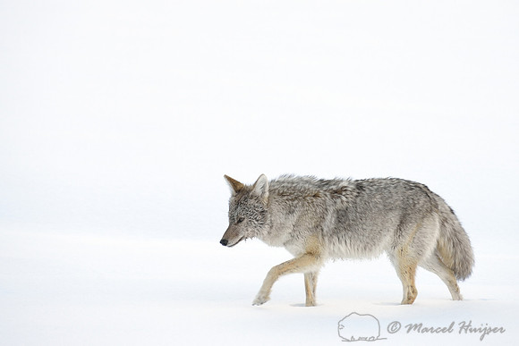 Coyote (Canis latrans) in the snow, Wyoming, USA