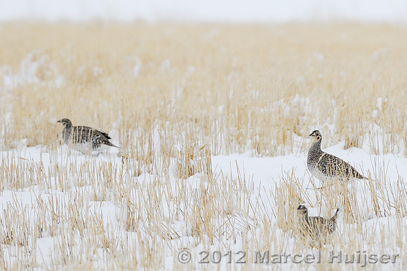 Sharp-tailed grouse (Tympanuchus phasianellus), on grain field near Freezout Lake, Fairfield, Montana, USA