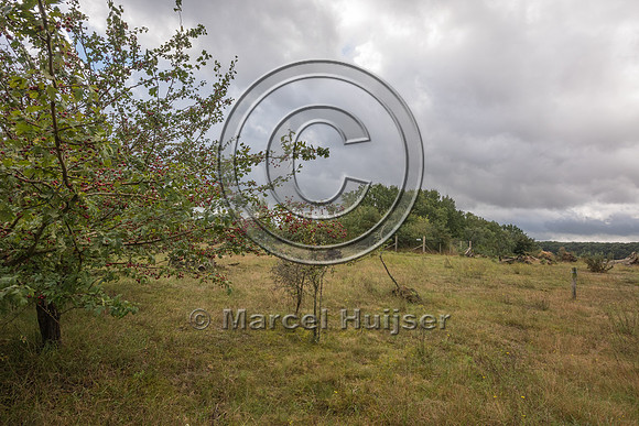 Shrubs provide cover and food (berries) and tehy also reduce vis
