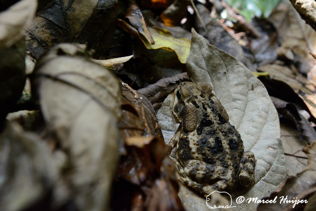 Juvenile sapo cururu (Rhinella ictericus), a large toad species from the Atlantic rainforest, Parque Estadual Carlos Botelho, São Paulo State, Brazil