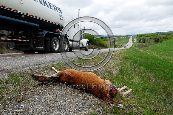 White-tailed deer (Odocoileus virginianus) doe roadkill, AB