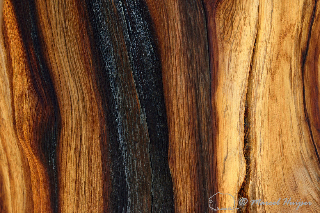 Wood of Great Basin bristlecone pine (Pinus longaeva), White Mountains, California, USA