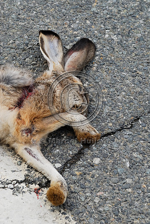 Black-tailed jackrabbit (Lepus californicus) roadkill, near Ft Jones, California, USA