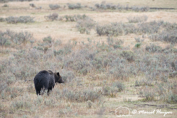 Grizzly bear (Ursus arctos),  Wyoming, USA