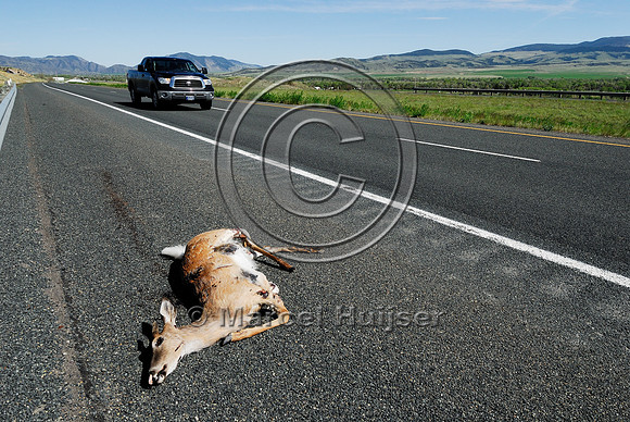 White-tailed deer buck (Odocoileus virginianus) roadkill, MT