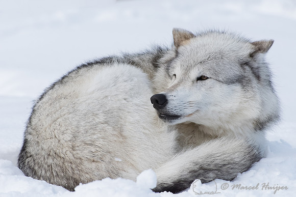 Wolf (Canis lupus)  sleeping in the snow, Montana, USA (captive animal)