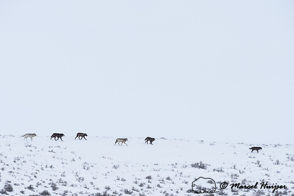 _DSC1665 Wolves (Canis lupus), Lamar Canyon Pack February 2015, Yellowstone National Park, Wyoming, USA