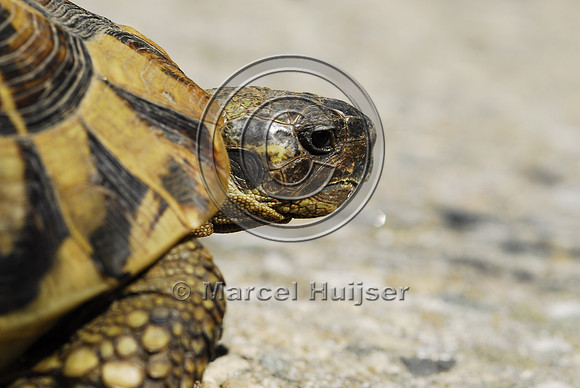 tortoise