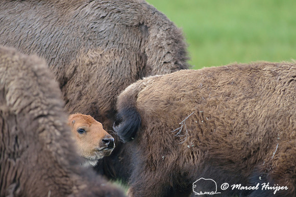 Bison (Bison bison) calf in the herd, Yellowstone National Park, Wyoming USA