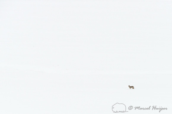 Coyote (Canis latrans) in  snowy landscape, Wyoming, USA