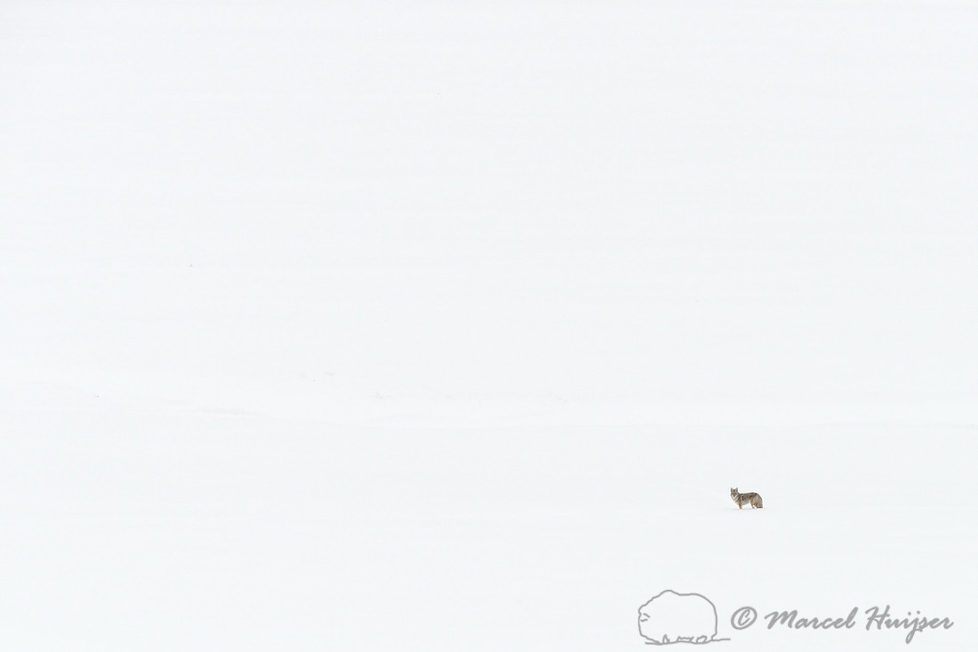 Coyote (Canis latrans) in  snowy landscape, Wyoming, USA