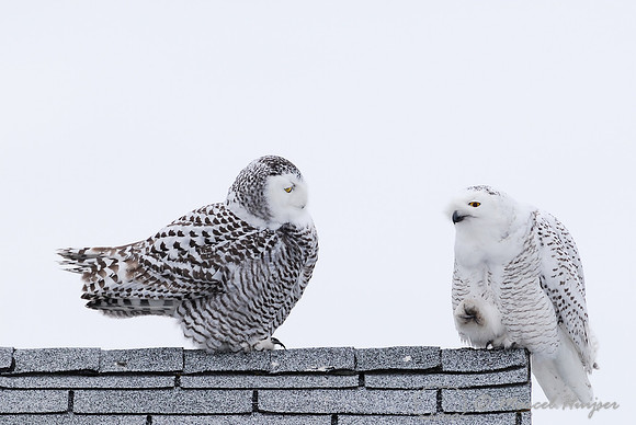 Snowy Owl (Bubo scandiacus), Montana, USA