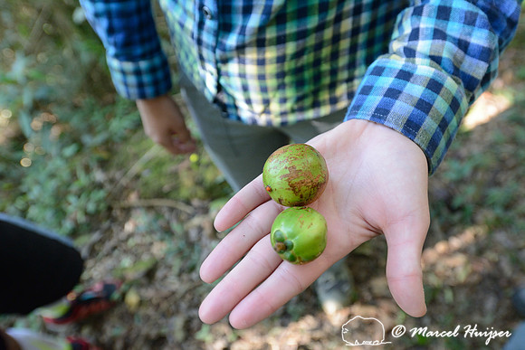 Fruit eaten by wooly spider monkeys (Brachyteles arachnoides), near São Francisco Xavier, São Paulo, Brazil