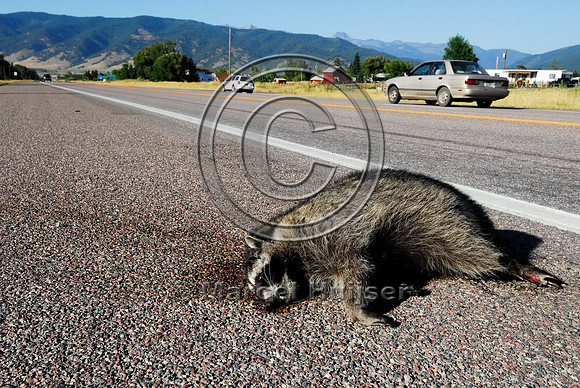 Raccoon (Procyon lotor) roadkill, Montana, USA