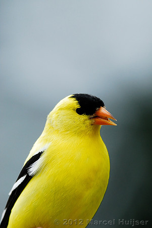 American goldfinch (Carduelis tristis), male, Missoula, Montana, USA