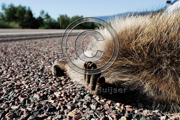 Raccoon (Procyon lotor) roadkill, Montana, USA