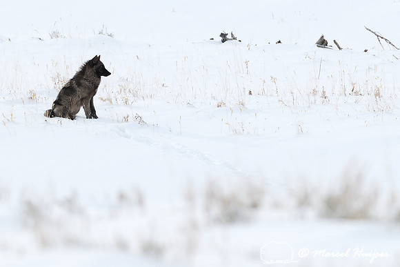 Wolf (Canis lupus), Wyoming, USA