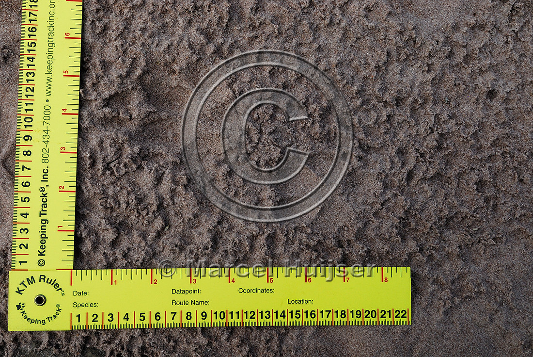 Tracks of maned wolf (Chrysocyon brachyurus), Estação Ecológica de Itirapina, Sao Paulo, Brazil