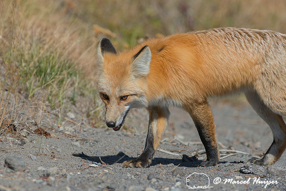 Red fox (Vulpes vulpes), Wyoming, USA
