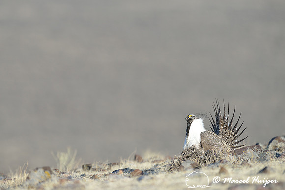 Greater sage-grouse (Centrocercus urophasianus), Montana, USA