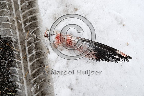 Ring-billed gull (Larus delawarensis) roadkill, Hwy 89, near Fairfield, Montana, USA