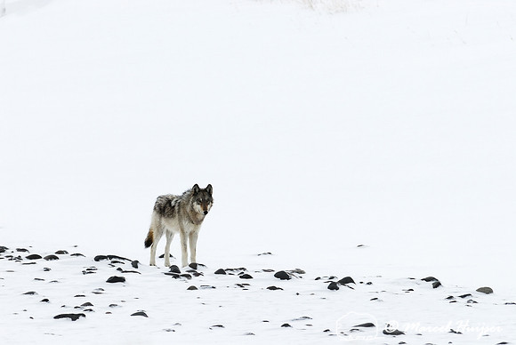 Wolf (Canis lupus), Wyoming, USA