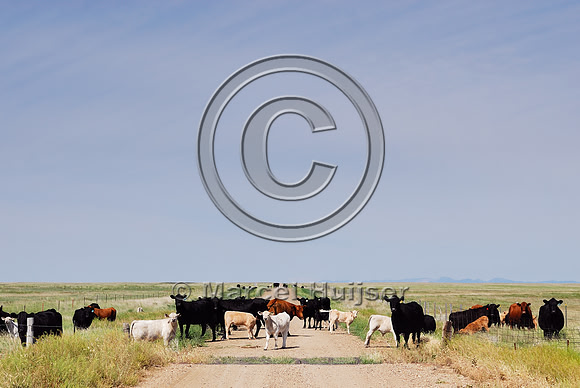 Cattle blocking dirt road, Montana, USA