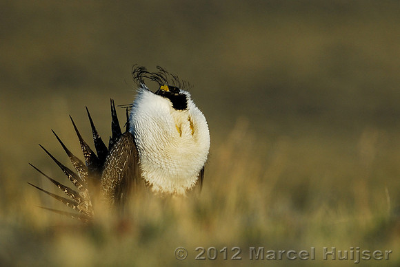 Male sage grouse (Centrocercus urophasianus) in a lek and displaying, near Bannack, Montana, USA