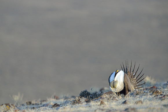 Greater sage-grouse (Centrocercus urophasianus), Montana, USA