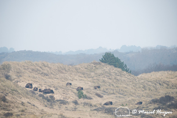 European bison (Bison bonasus), Kraansvlak, The Netherlands