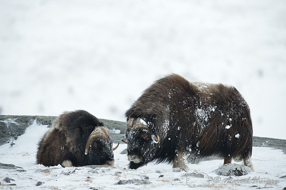 Muskox (Ovibos moschatus), Dovrefjell National Park, Norway